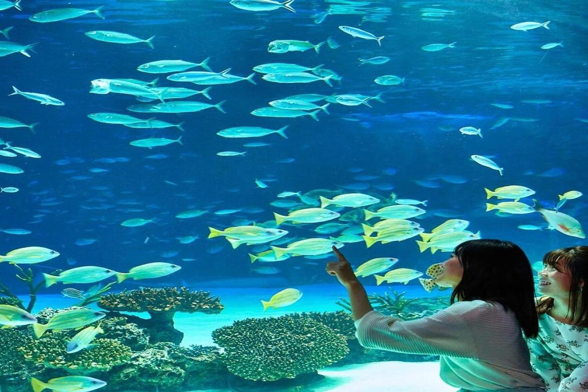 Acuario Sunshine