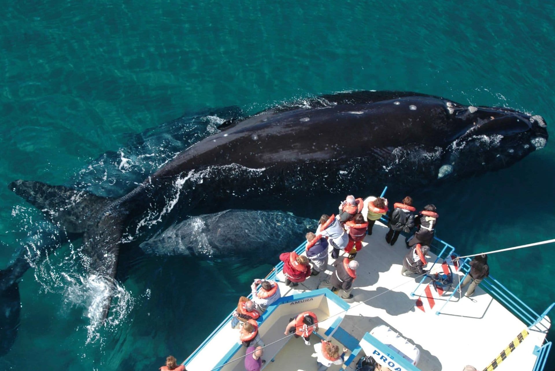 Península Valdés con avistaje de ballenas