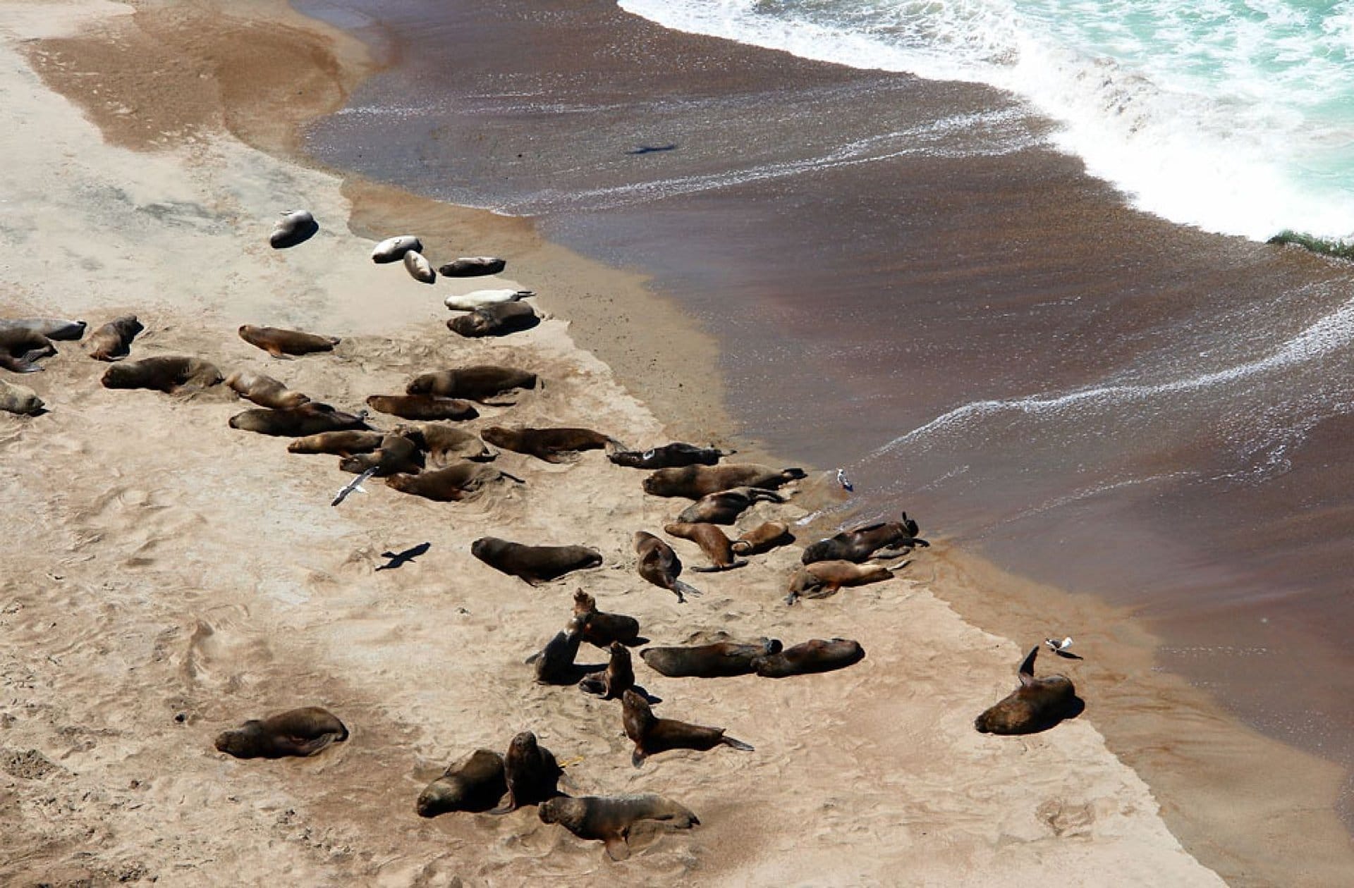 Puerto Madryn: Península Valdés Clásica