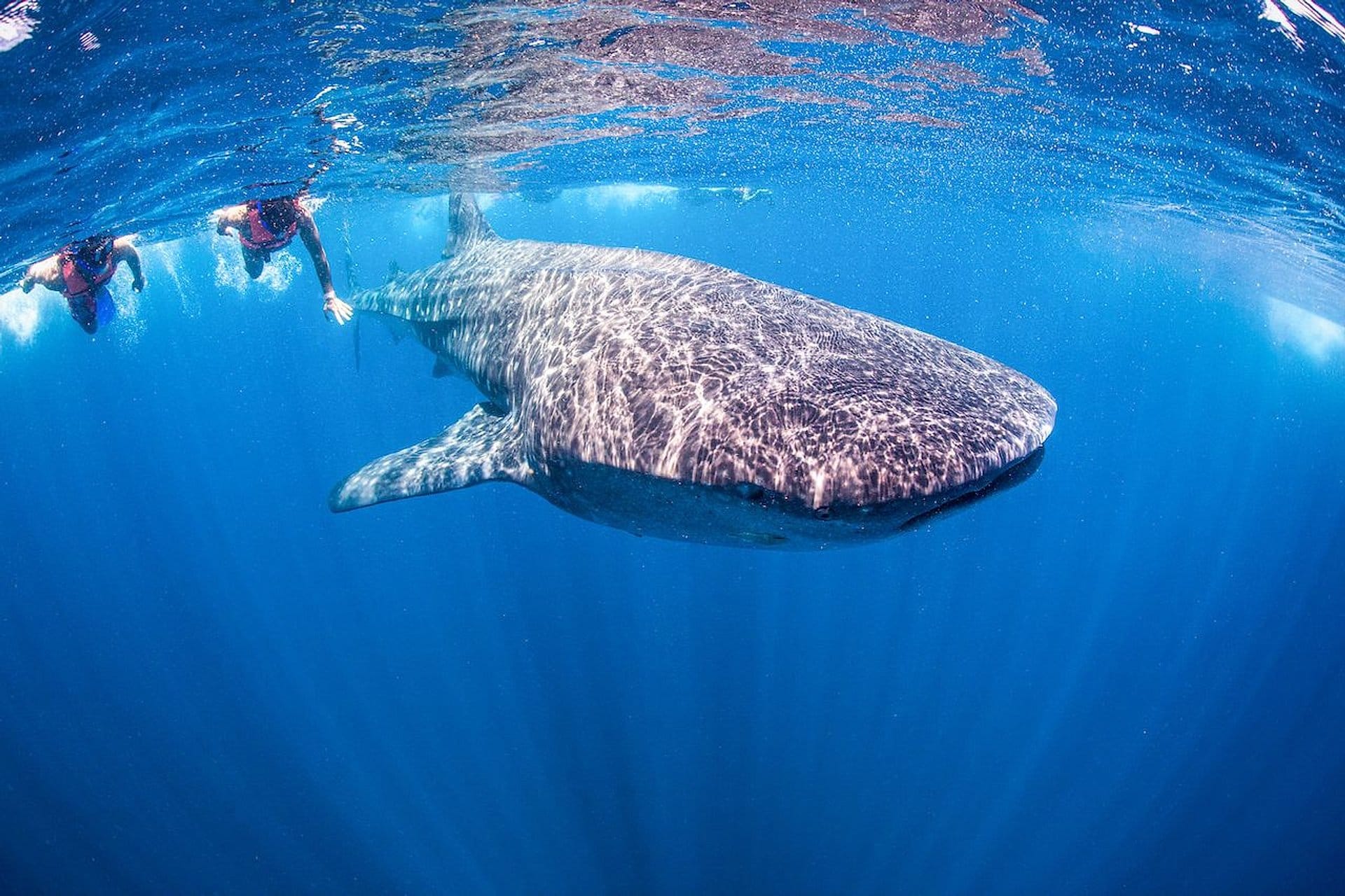 Nadar con tiburones en Máncora