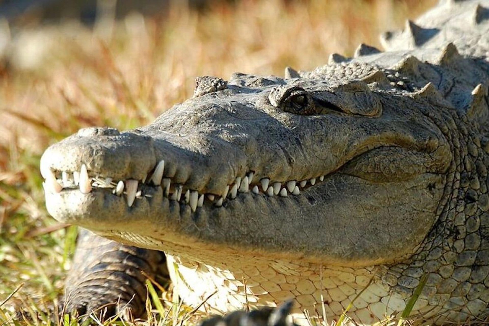 Gatorland - Entrada