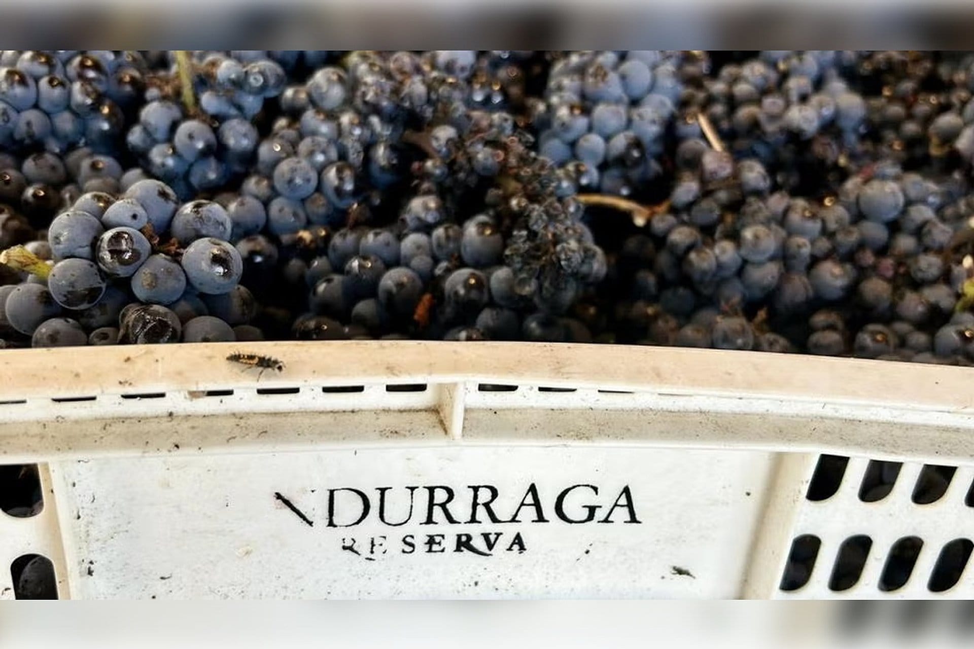 Viña Undurraga con degustación y traslados