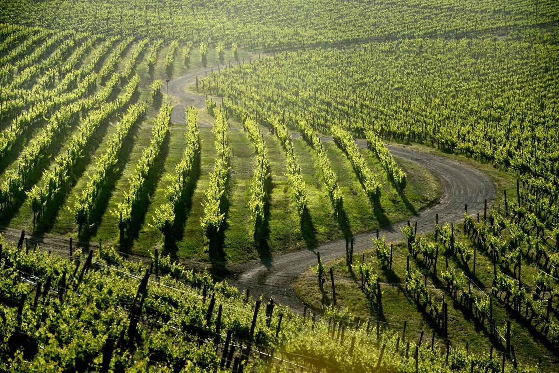 Viña Haras de Pirque con traslados