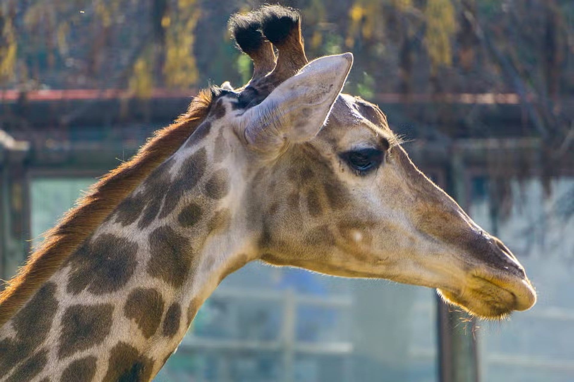 Parque Safari Rancagua