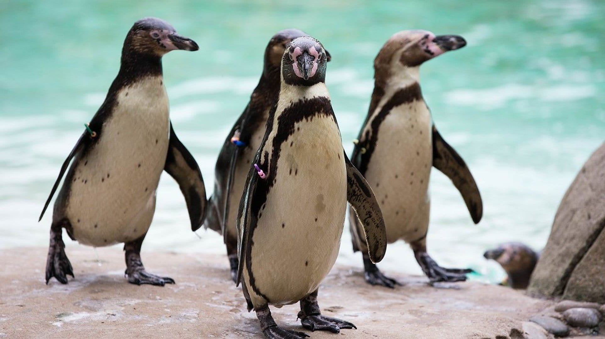 Visite el Zoológico de Londres