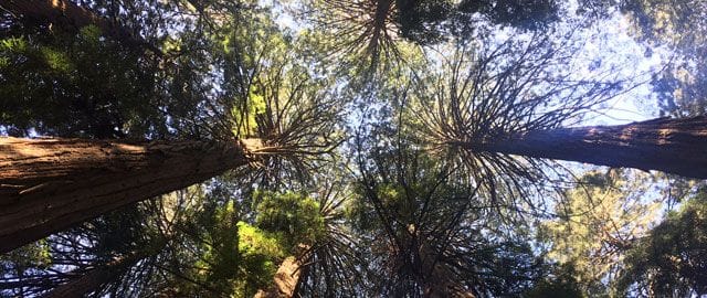 Bosques de Muir en San Francisco