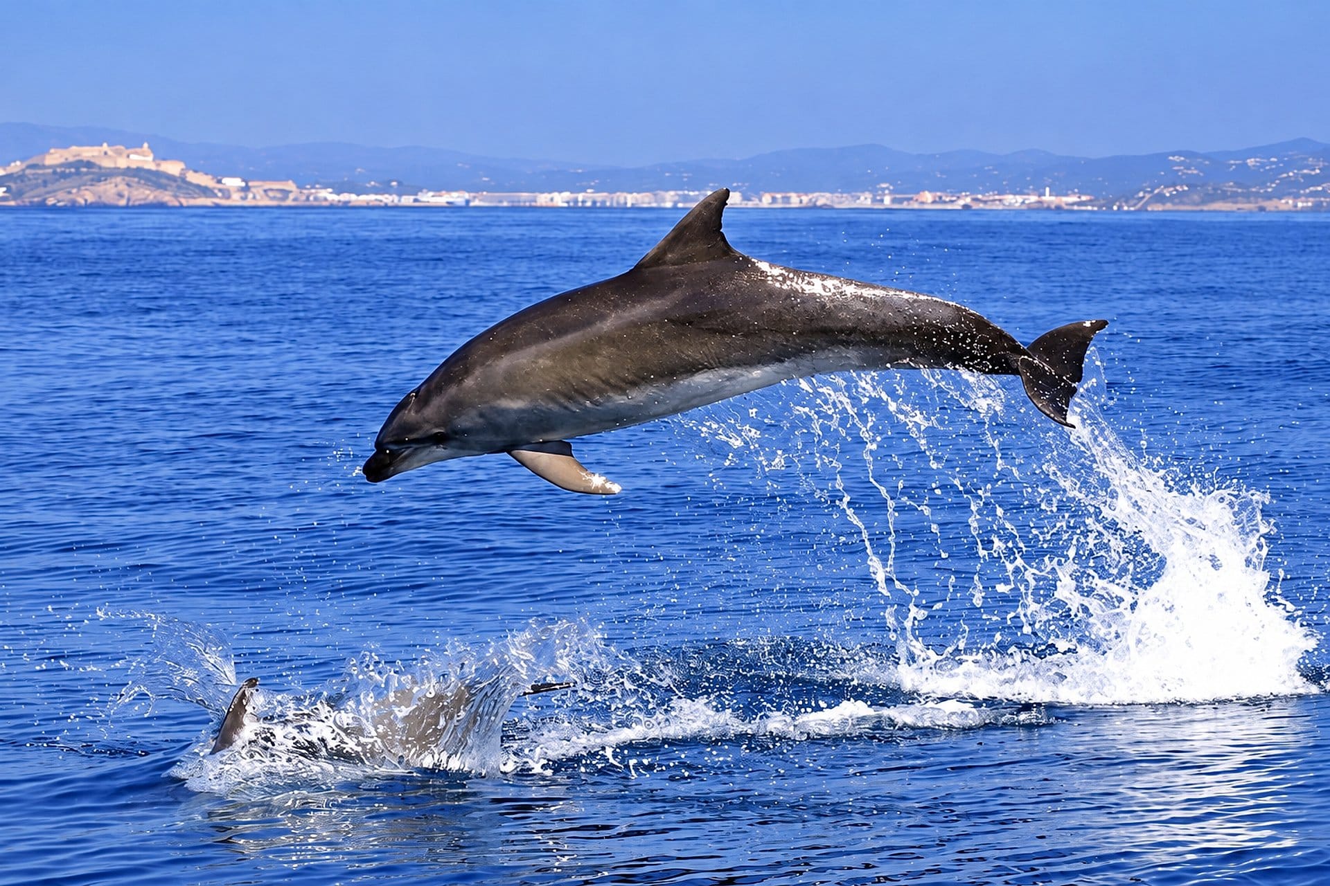 Delfines en Gibraltar