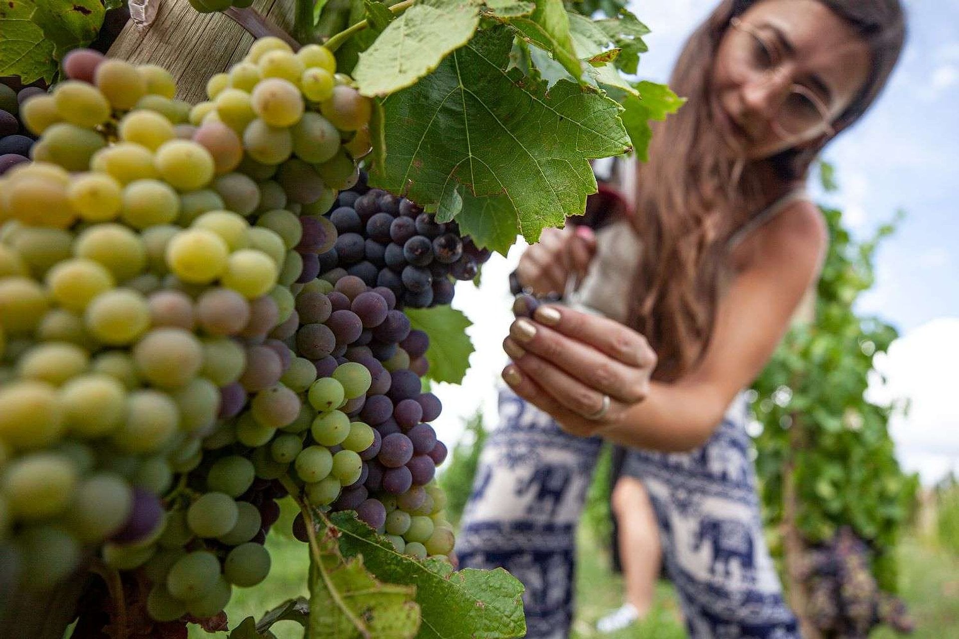 Ruta del Vino en San Juan - Imagen 4