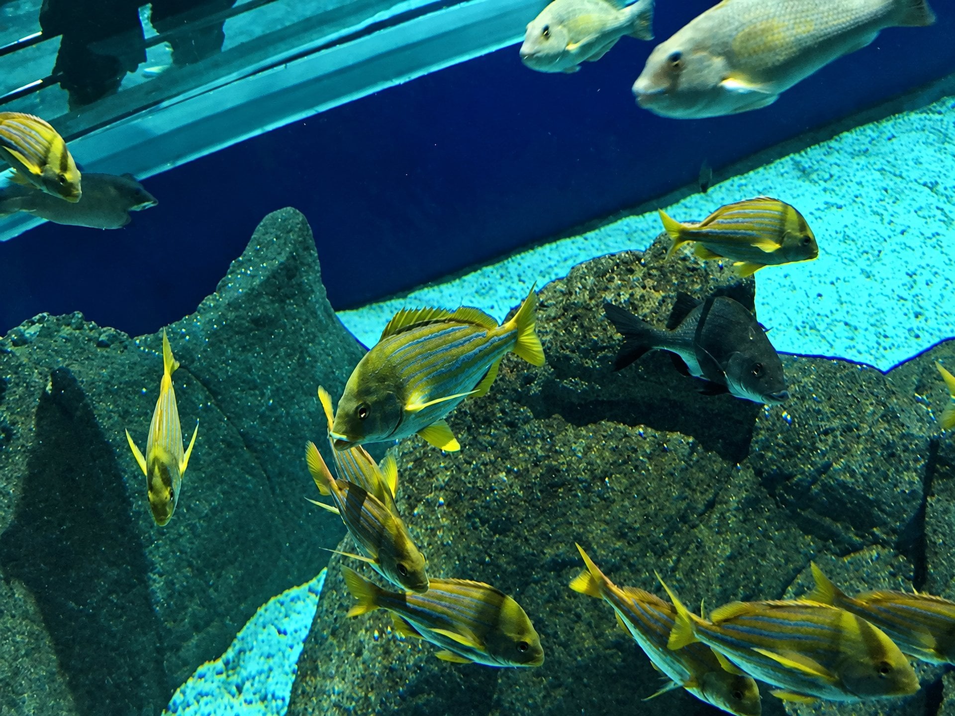 Aqua Rio y Museo del mañana. Imperdible!! - Imagen 3