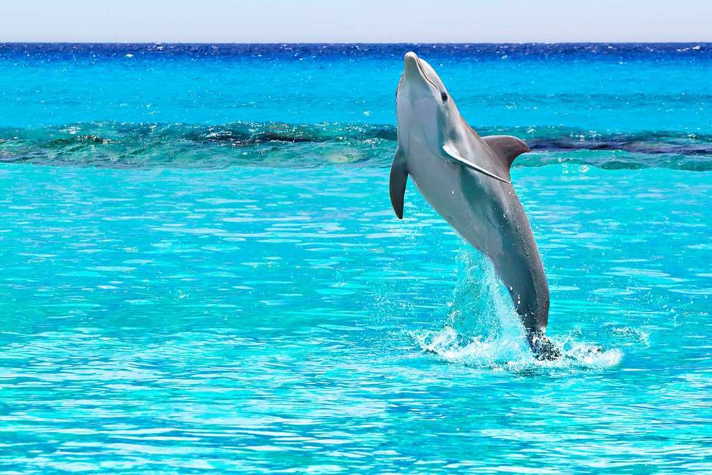 Encuentro con Delfines y Playa de Clearwater - Imagen 4