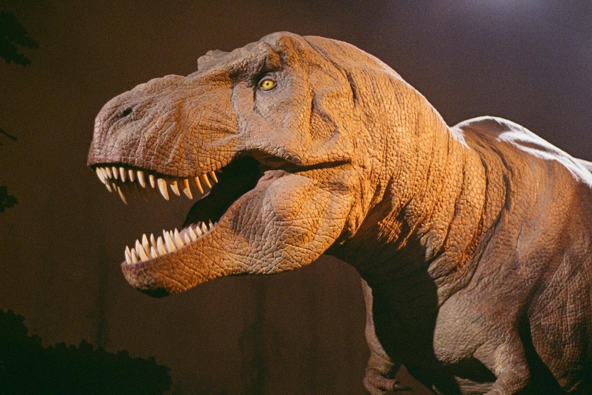 Museo de Historia Natural con audioguía - Imagen 3