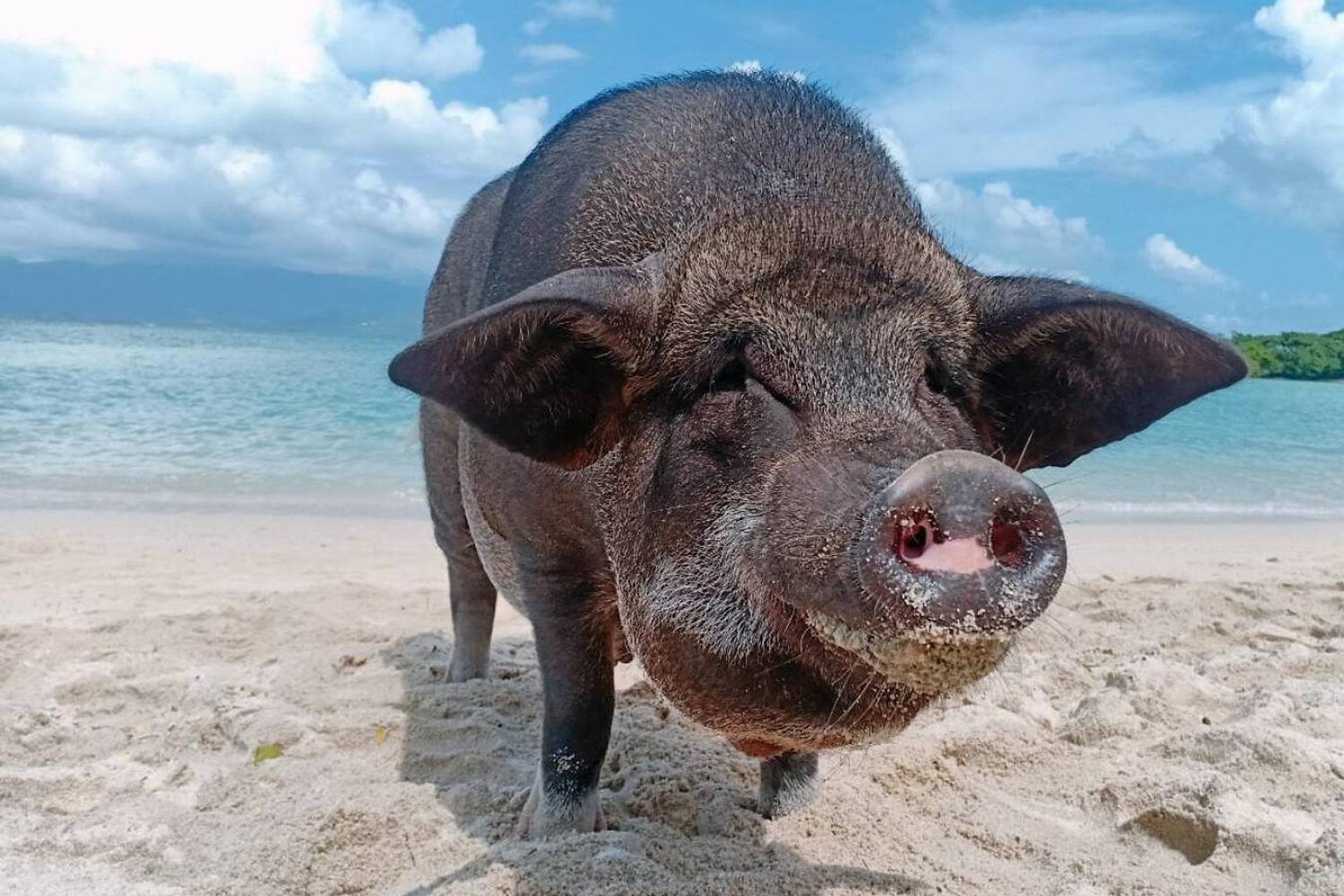 Samui Pig Island: Pequeñas Bahamas - Imagen 3