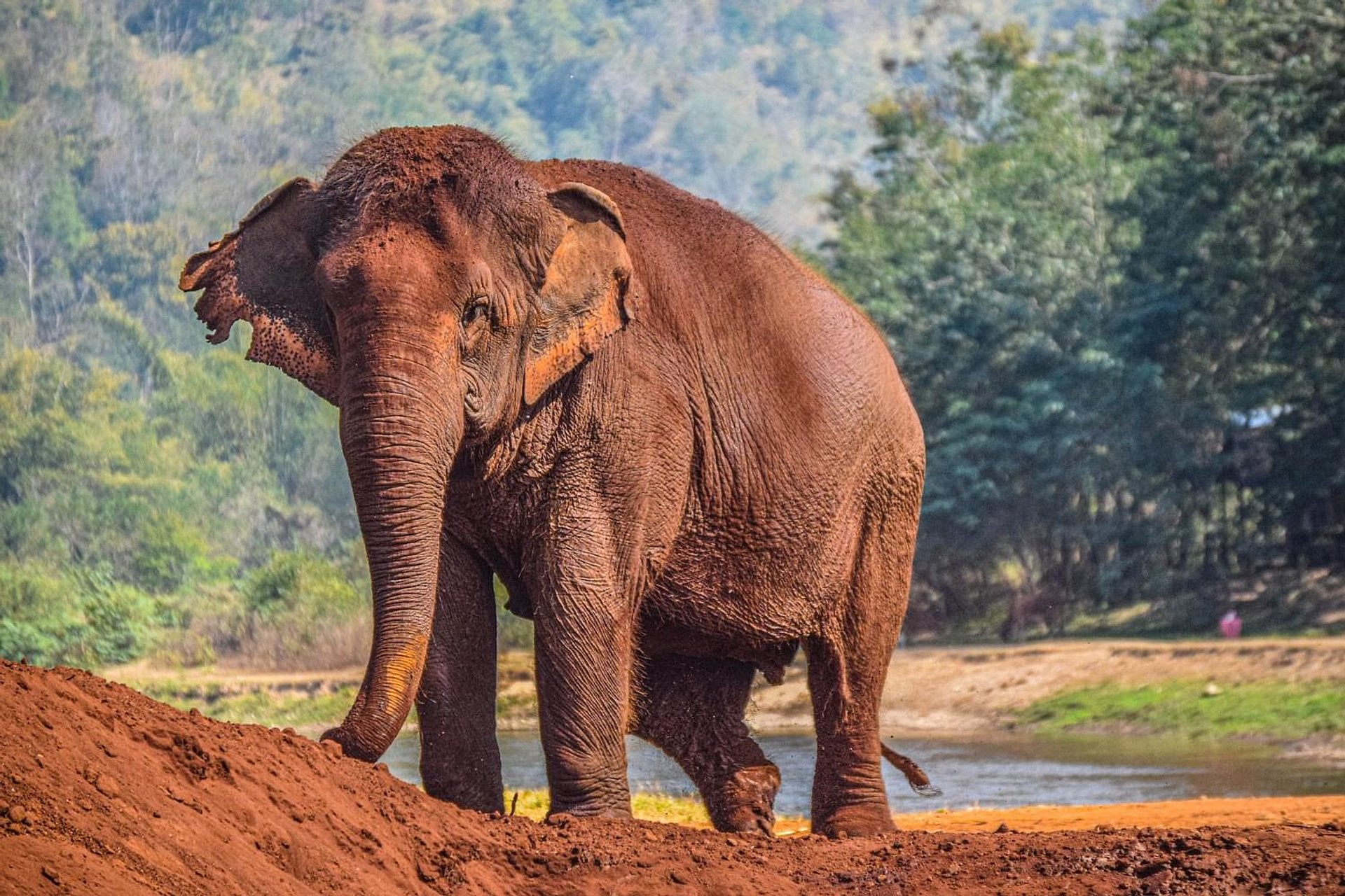 Elephant Jungle Sanctuary: medio día - Imagen 2
