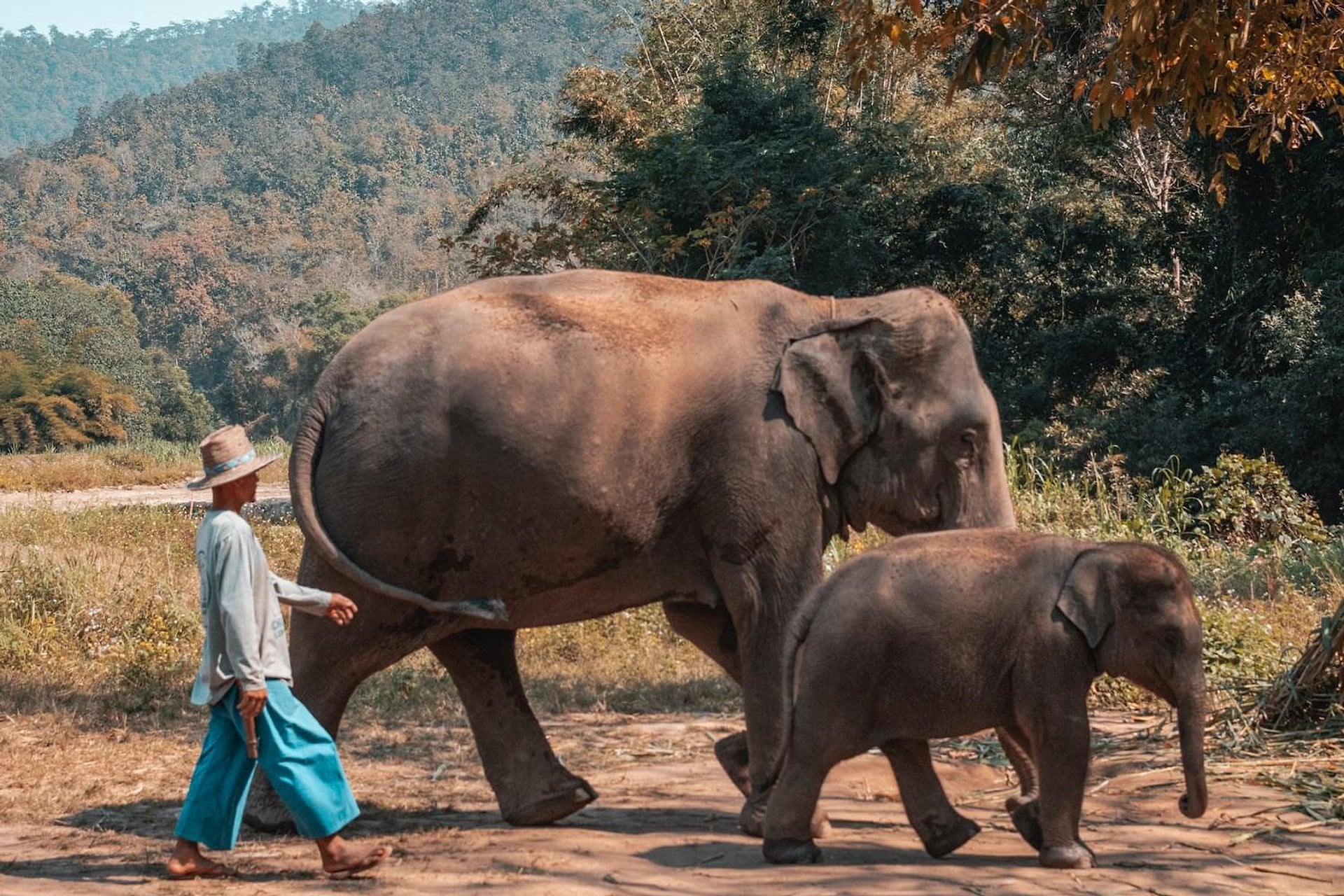 Elephant Jungle Sanctuary: medio día - Imagen 3