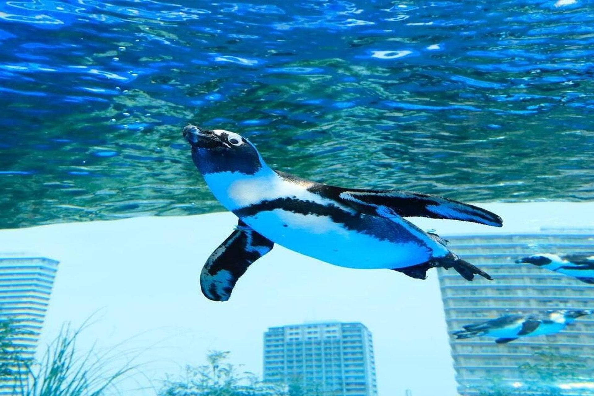 Acuario Sunshine - Imagen 3