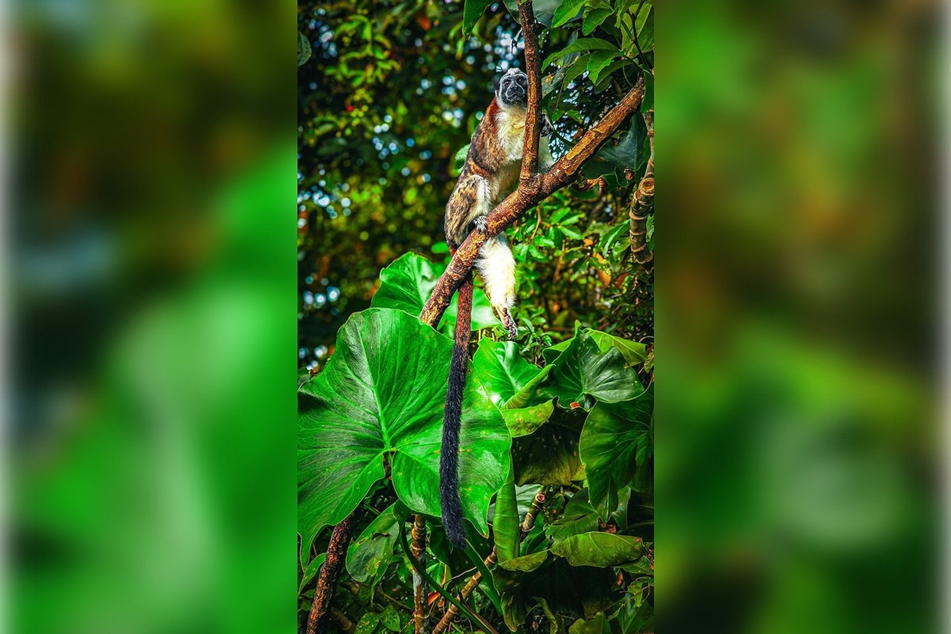 Isla de los Monos Tour - Imagen 2