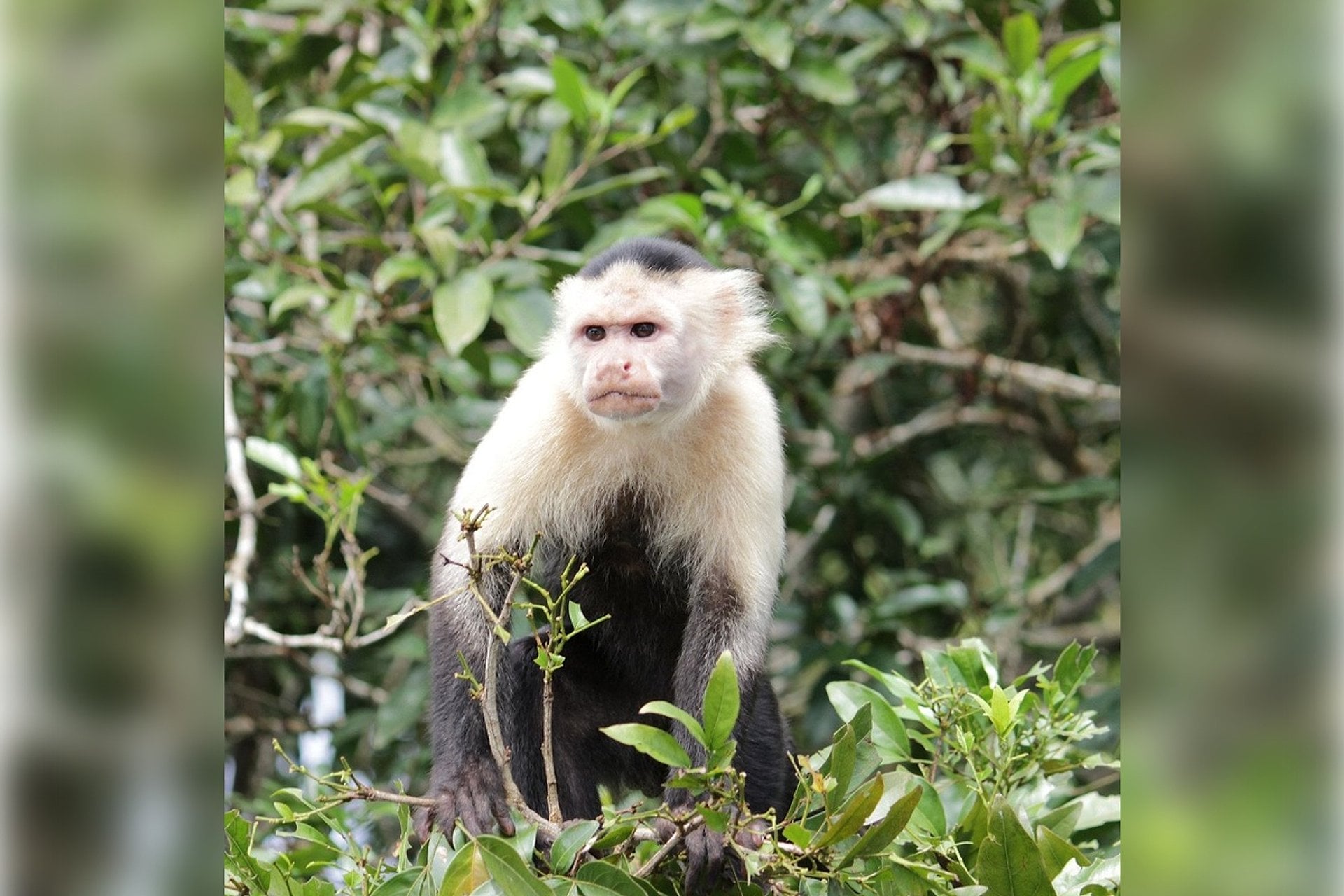 Isla de los Monos Tour - Imagen 3