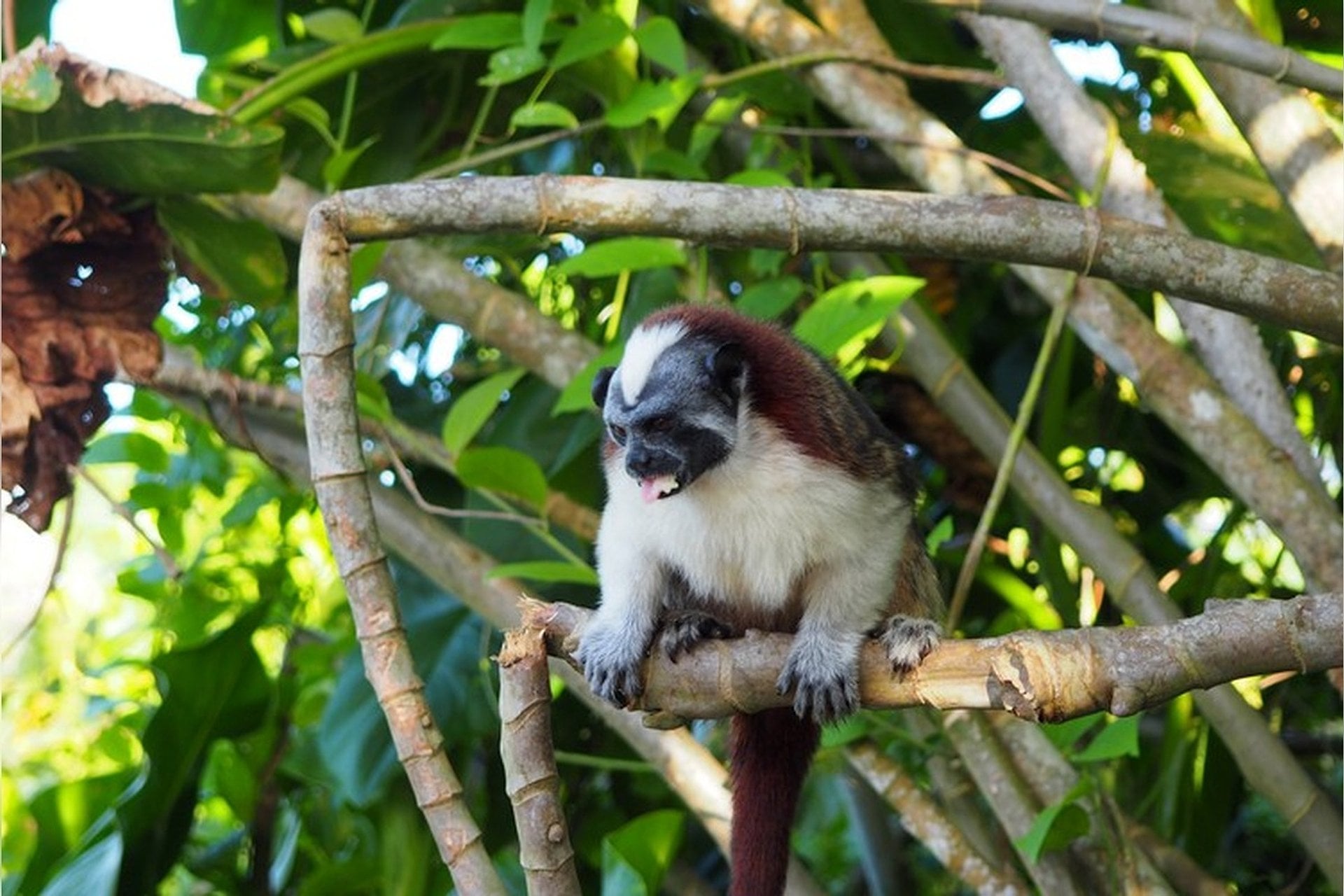 Isla de los Monos Tour - Imagen 4
