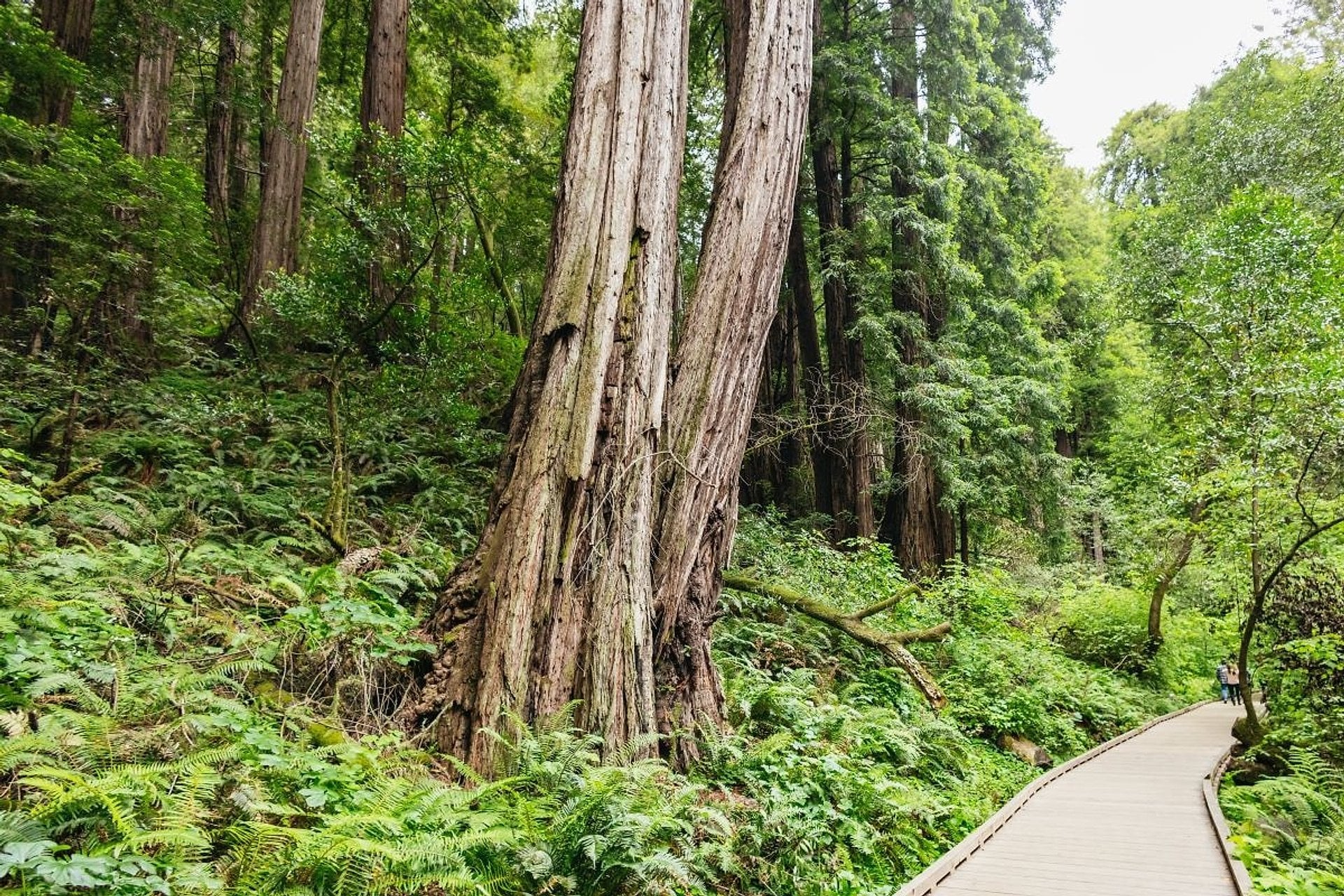 Muir Woods y Sausalito: medio día - Imagen 4
