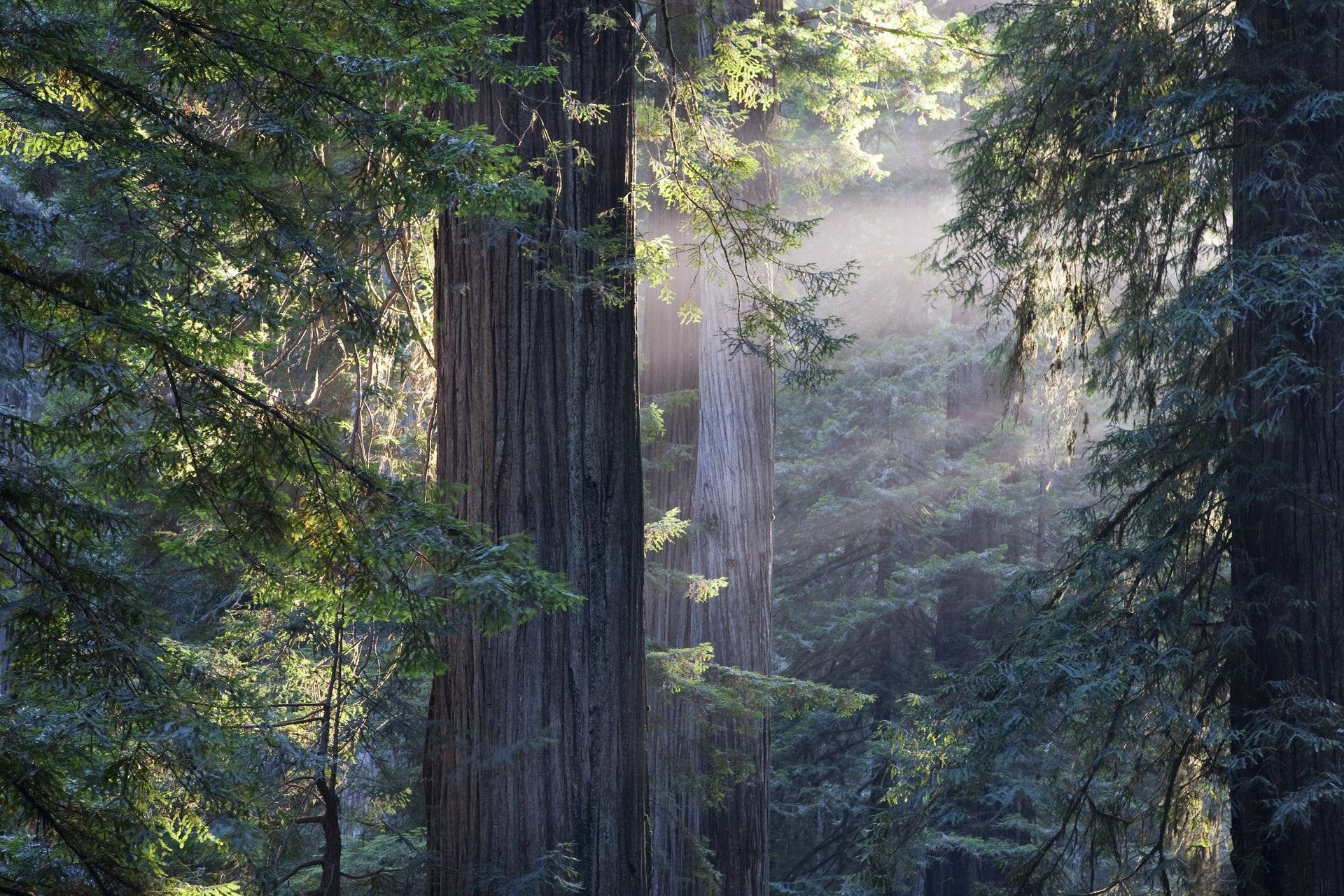Muir Woods y Sausalito con Isla de Alcatraz - Imagen 3