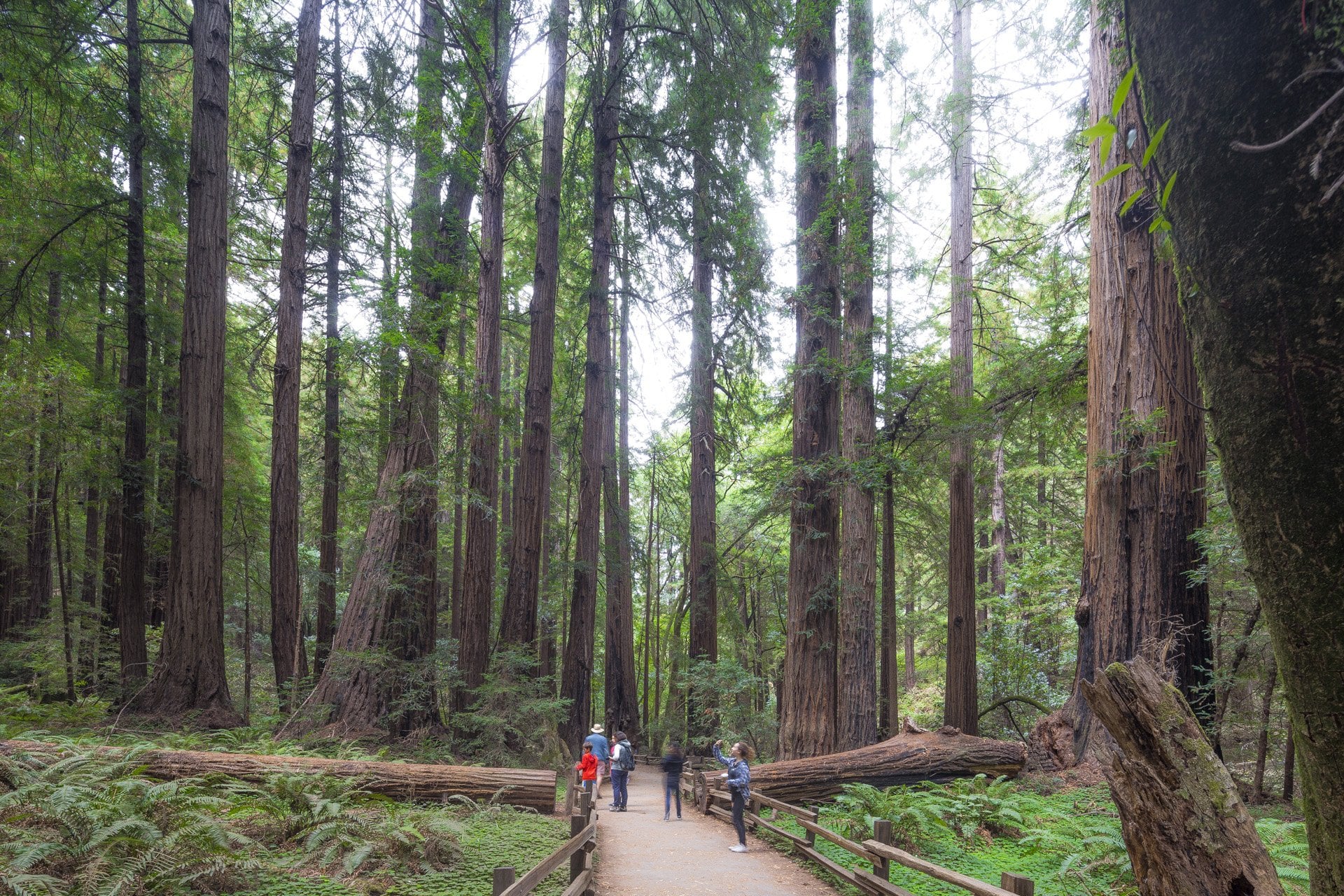 Muir Woods y Sausalito con crucero - Imagen 2