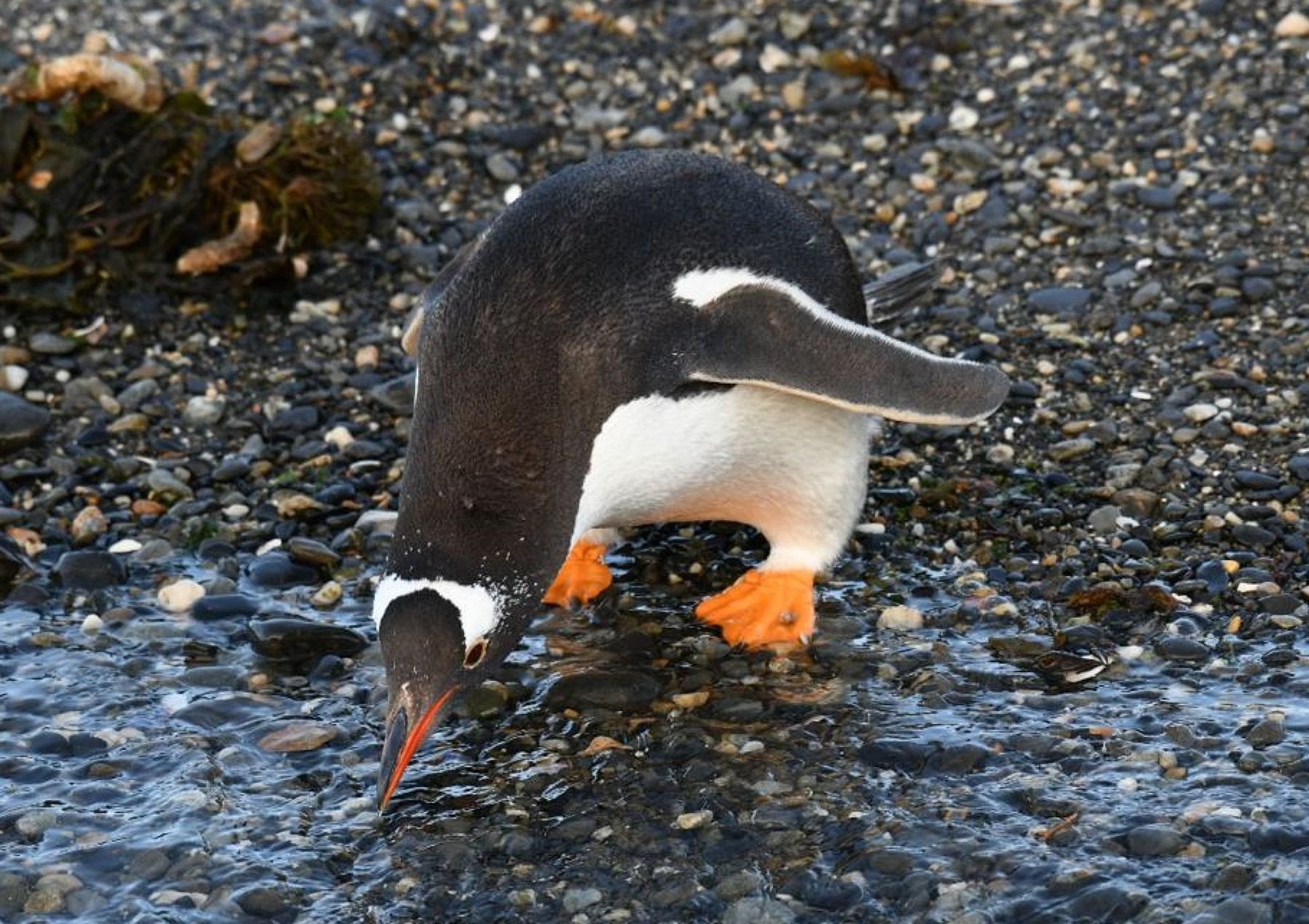 Navegación Canal de Beagle y pingüinera - Imagen 2