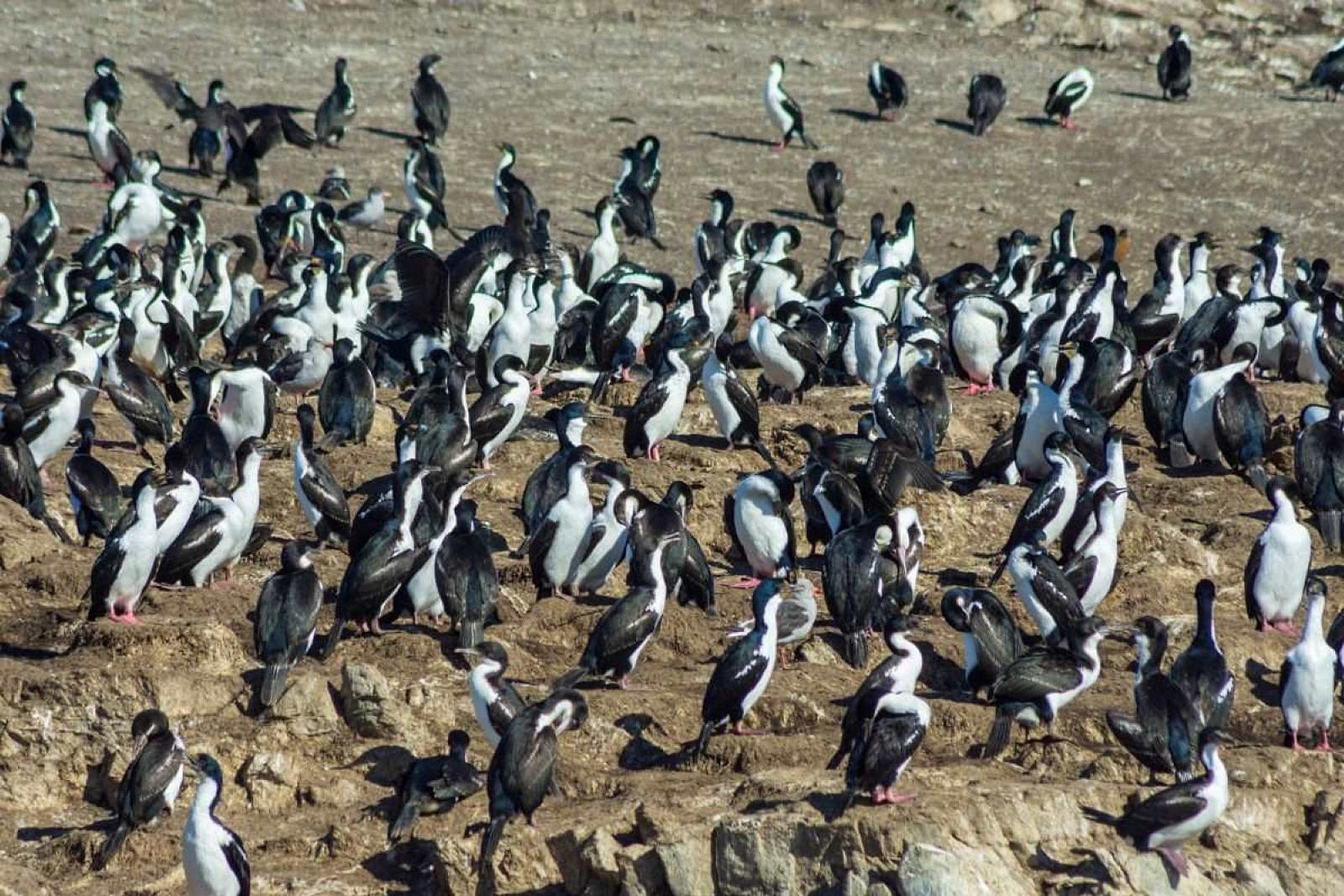 Navegación Canal de Beagle y pingüinera - Imagen 3