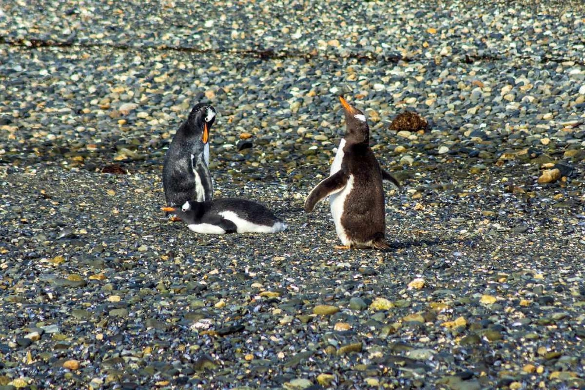 Navegación Canal de Beagle y pingüinera - Imagen 4