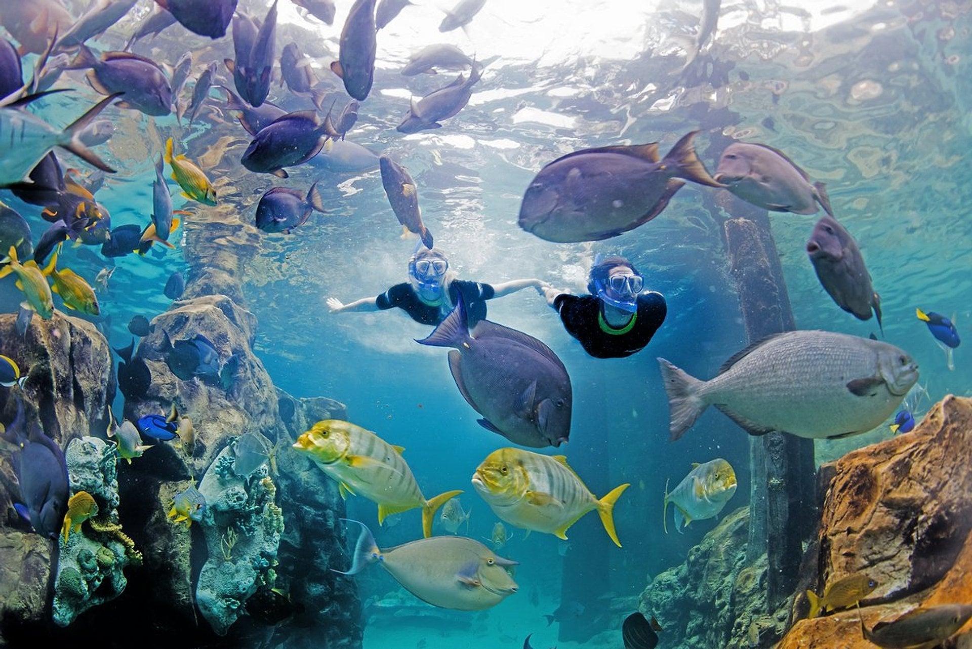Discovery Cove - Día de Resort - Imagen 2