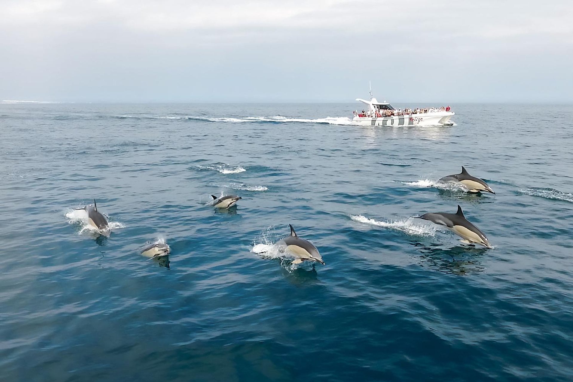 Delfines y Benagil en catamarán - Imagen 3