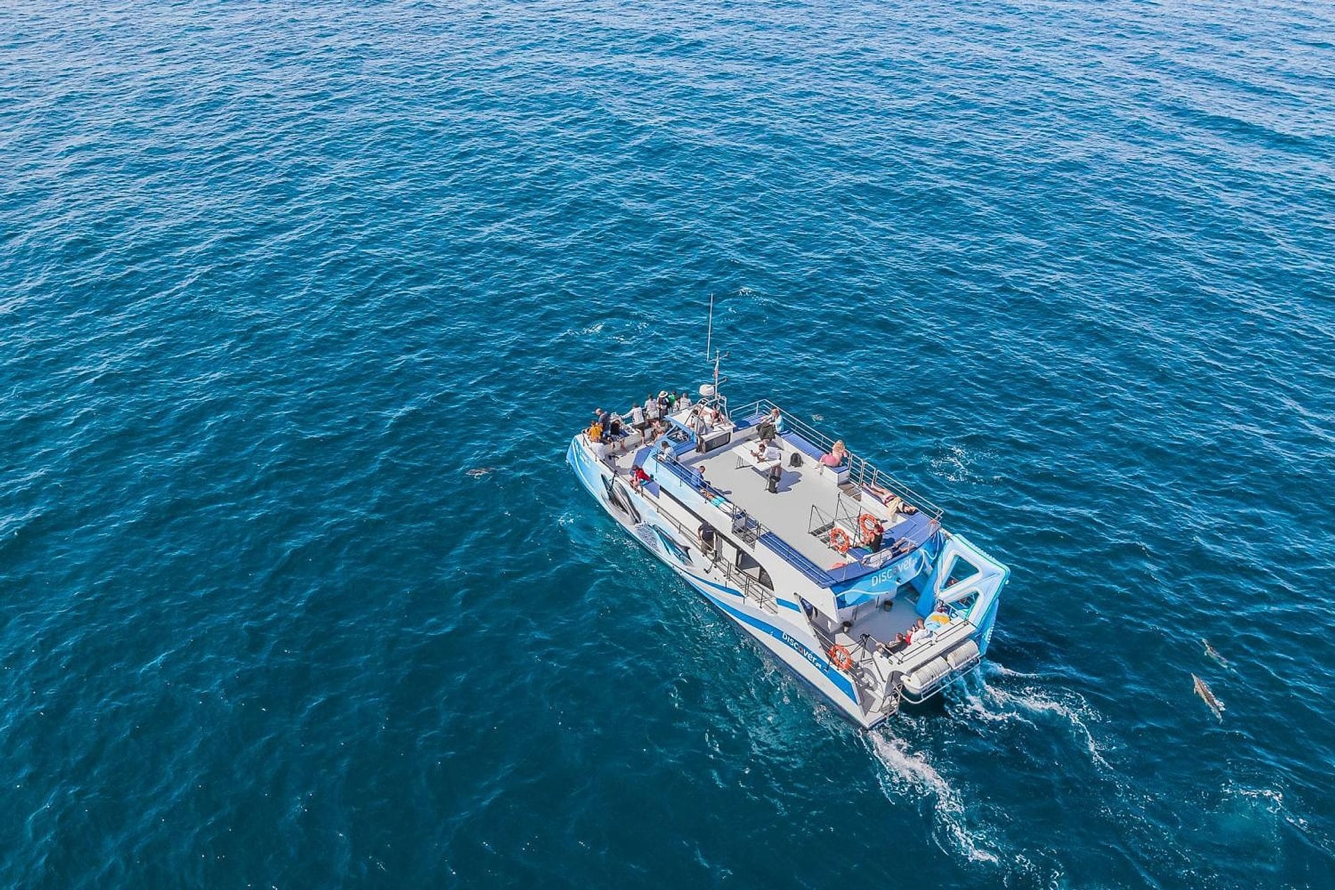 Vilamoura: delfines y Benagil en catamarán - Imagen 3