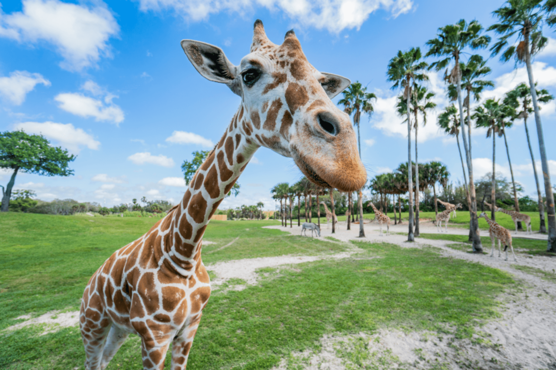 Parque Busch Gardens Tampa - Tickets - Imagen 4