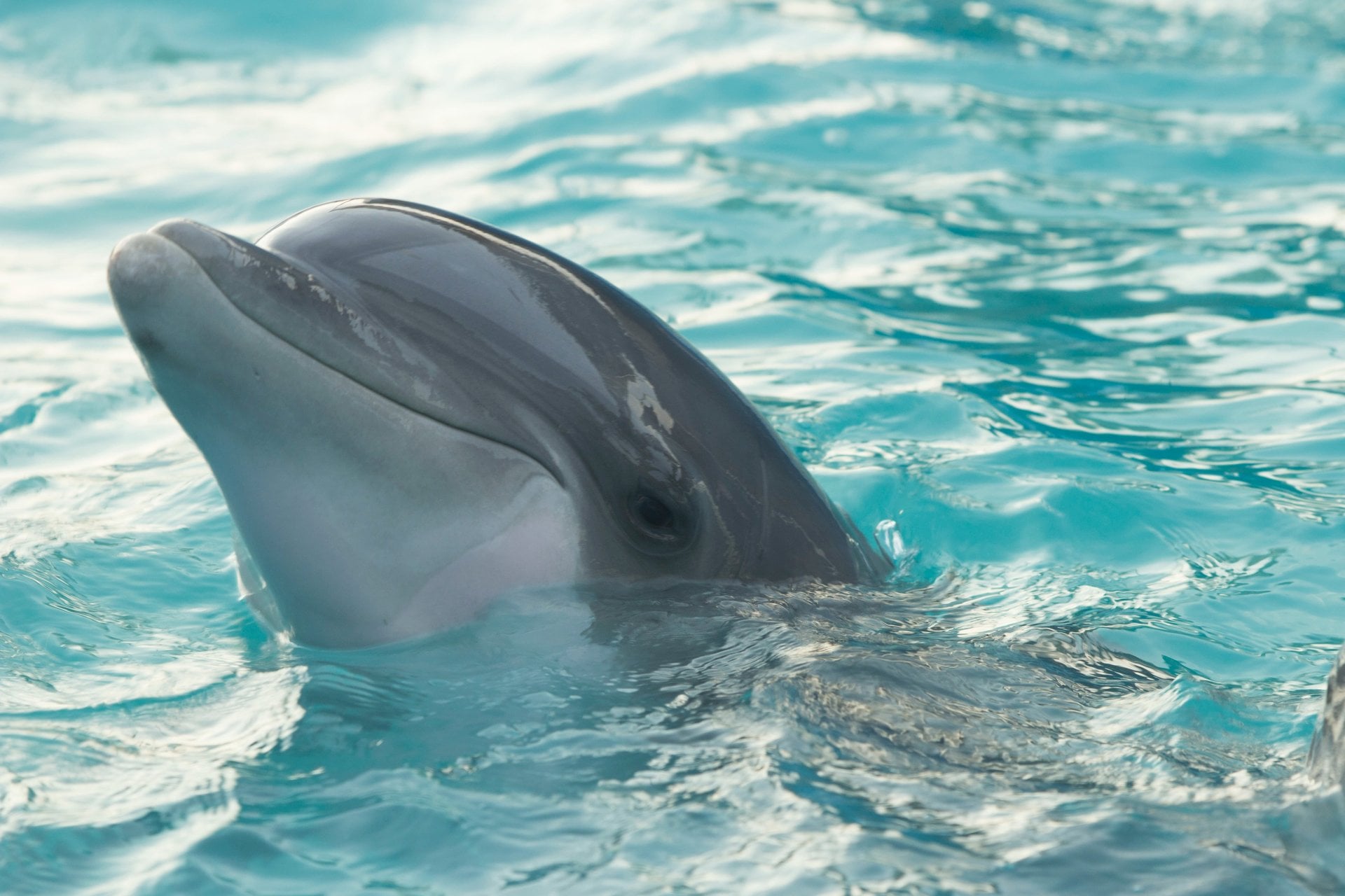 Encuentro con Delfines en Isla Mujeres - Imagen 2