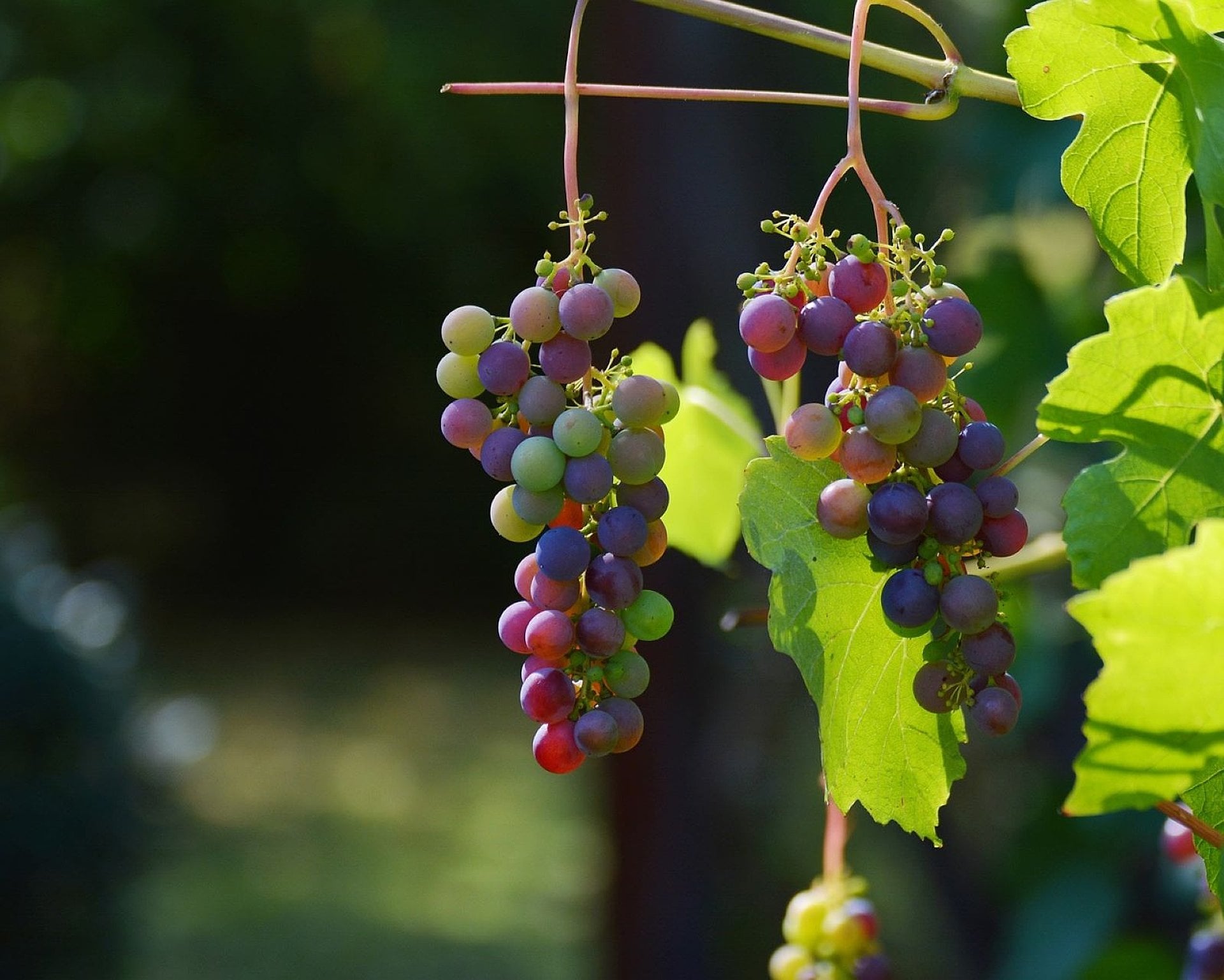 Valle de Uco: vino, cultura e historia - Imagen 2