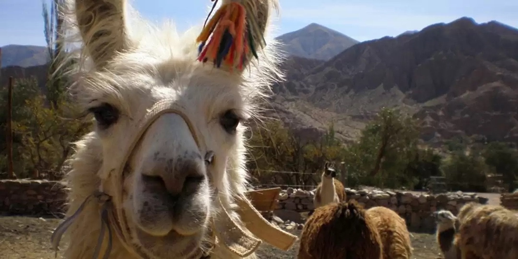 Caminata con Llamas desde Purmamarca - Imagen 2