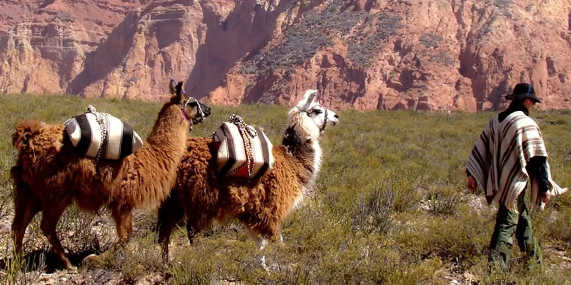 Caminata con Llamas desde Purmamarca - Imagen 3