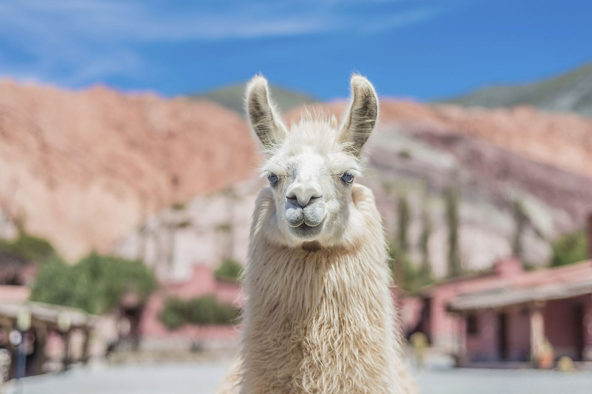 Cafayate, Humahuaca, Salinas Grandes y Cachi - Imagen 3