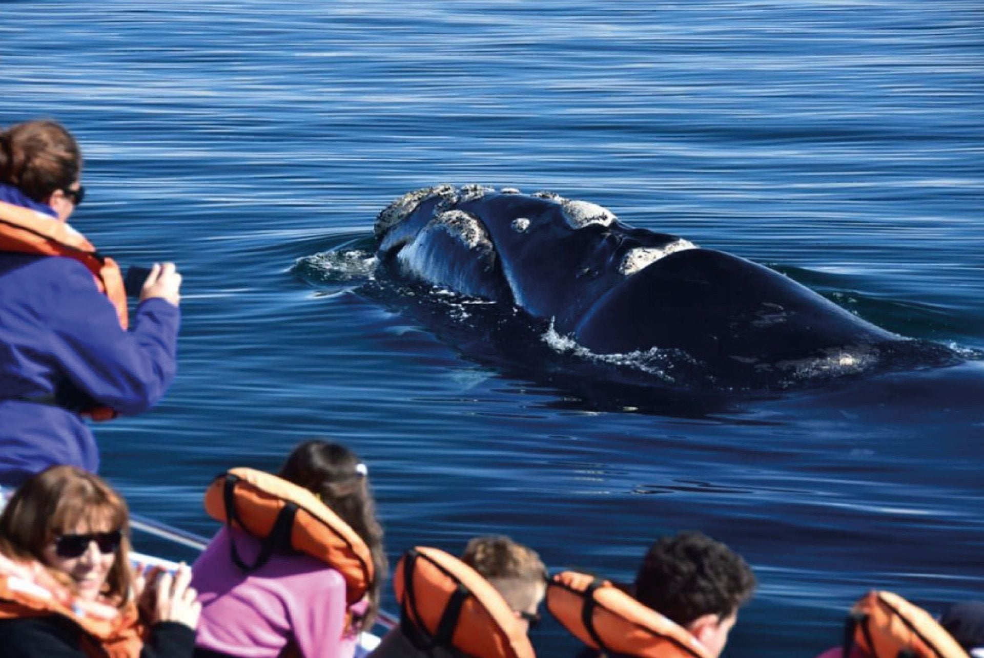 Península Valdés con avistaje de ballenas - Imagen 2