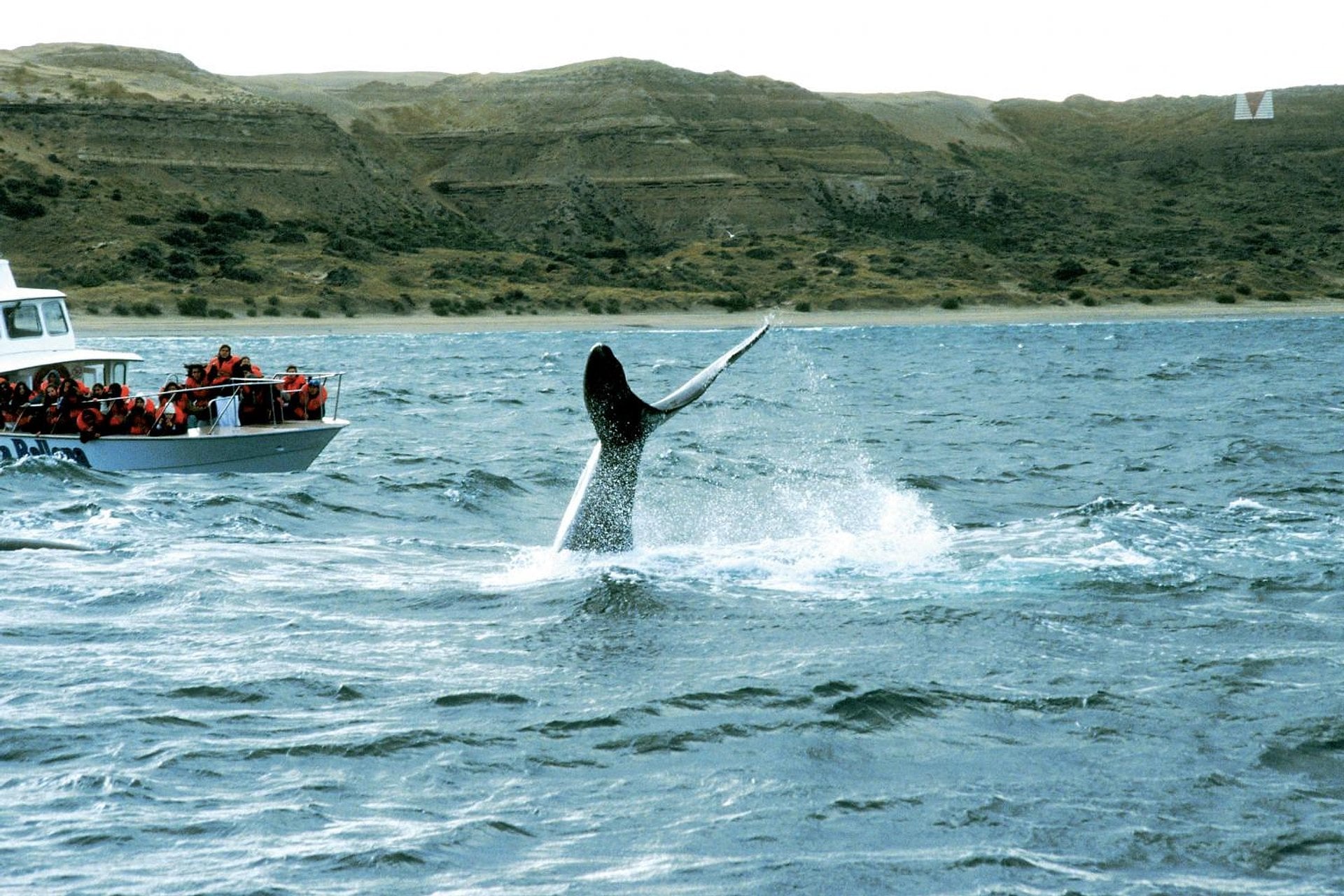 Puerto Madryn: Península Valdés Clásica - Imagen 2