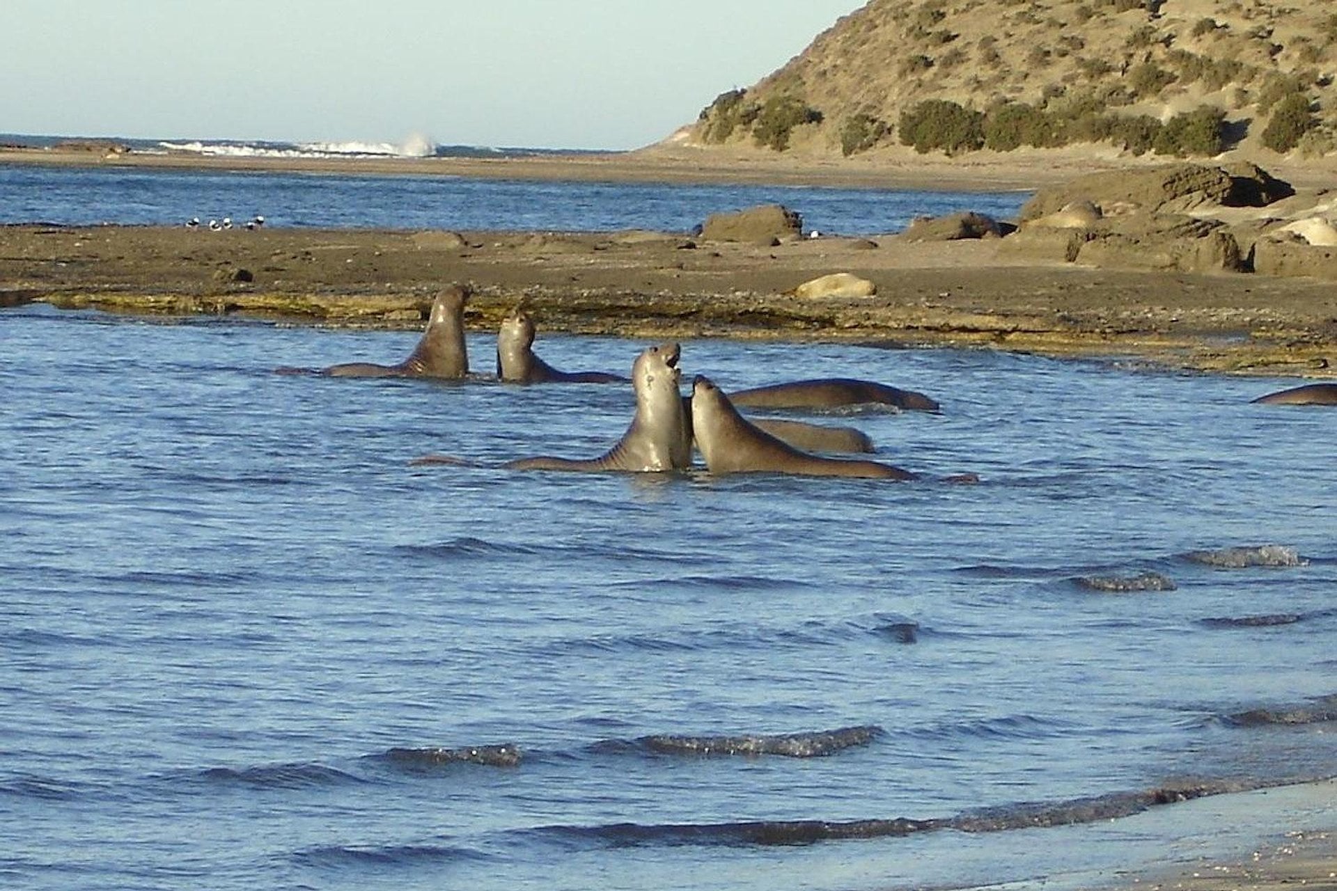 Puerto Madryn: Península Valdés Clásica - Imagen 3