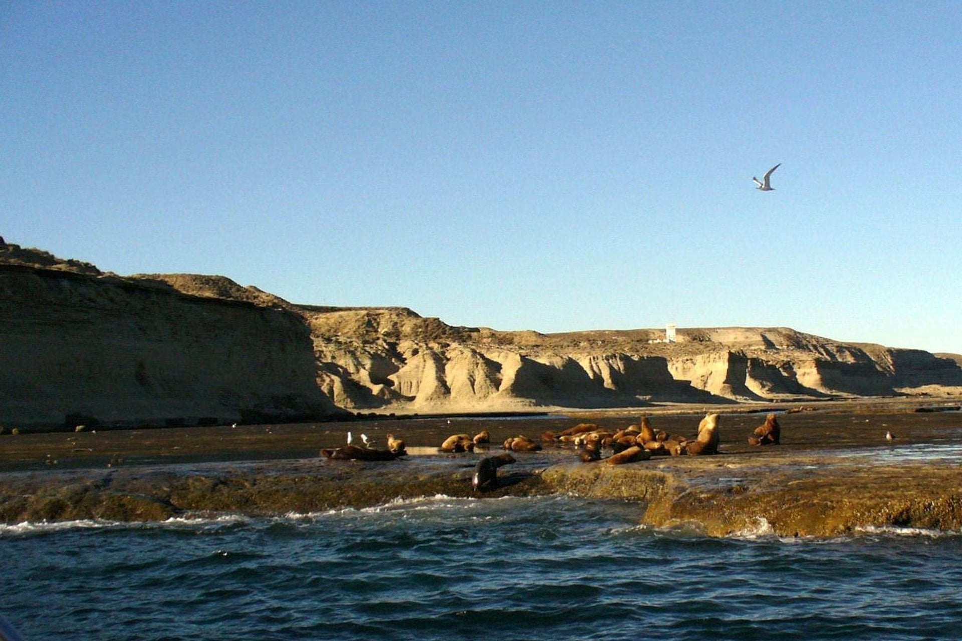 Puerto Madryn: Península Valdés Clásica - Imagen 4