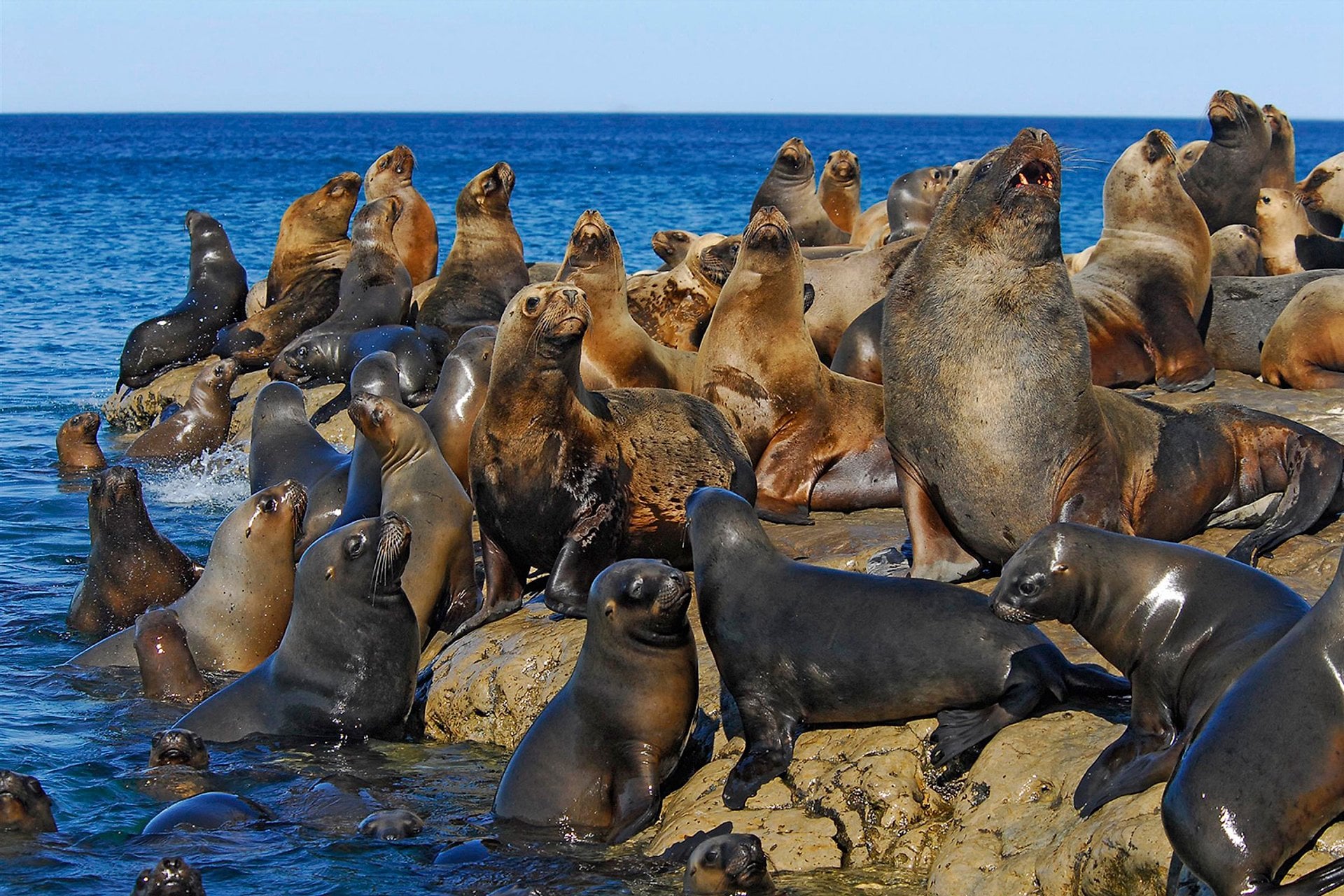 Puerto Madryn: Valdés y Estancia San Lorenzo - Imagen 3