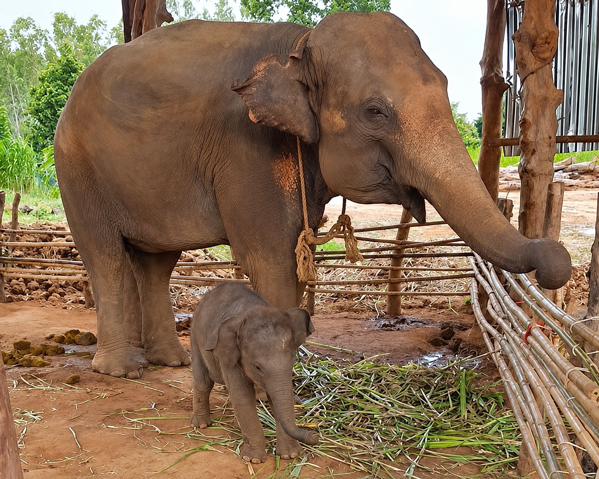 Elephant Jungle Sanctuary: medio día - Imagen 4