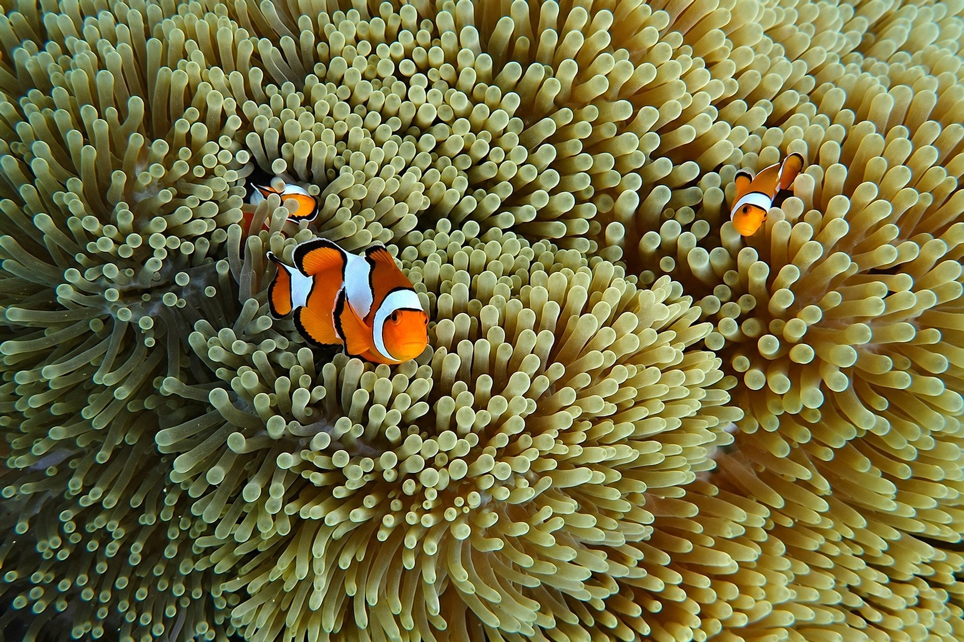 Isla Similan en lancha rápida Love Andaman - Imagen 4