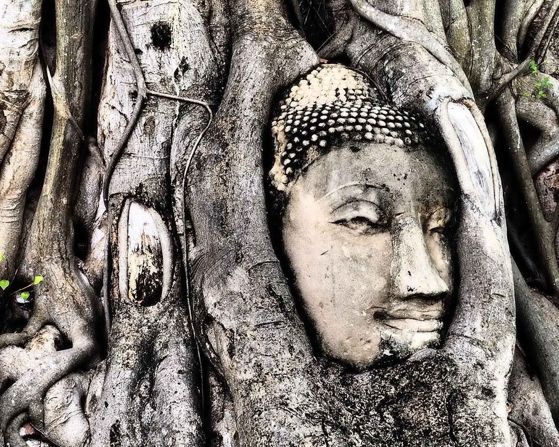 Lo más destacado de Ayutthaya en bicicleta - Imagen 4