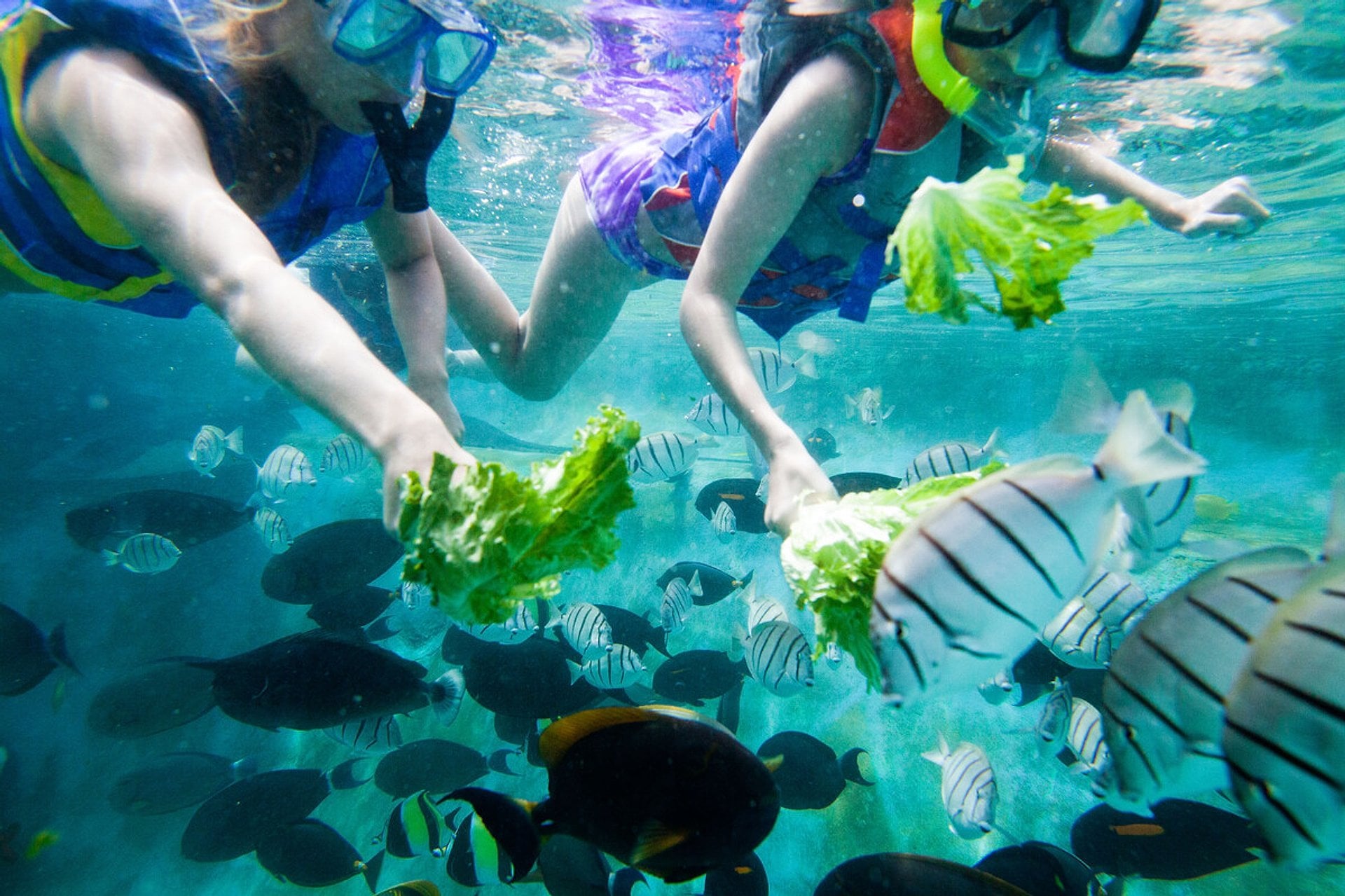 Go City Oahu All-Inclusive Pass - Imagen 2