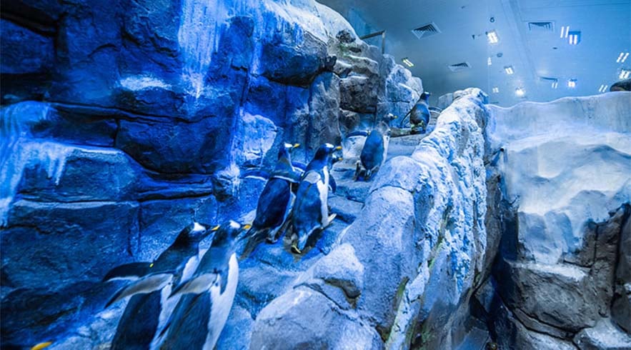 Entradas: acuario Dubai Mall y Penguin Cove - Imagen 3