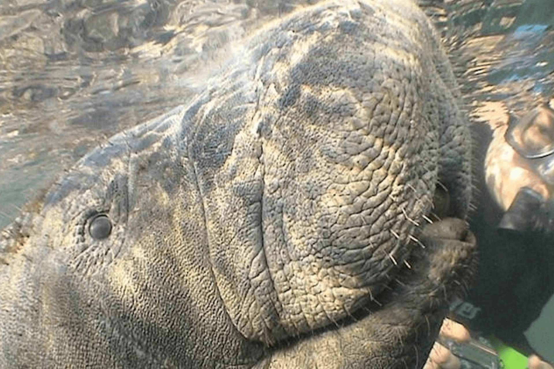 Manatíes, Wildlife Park y aerobarco - Imagen 4