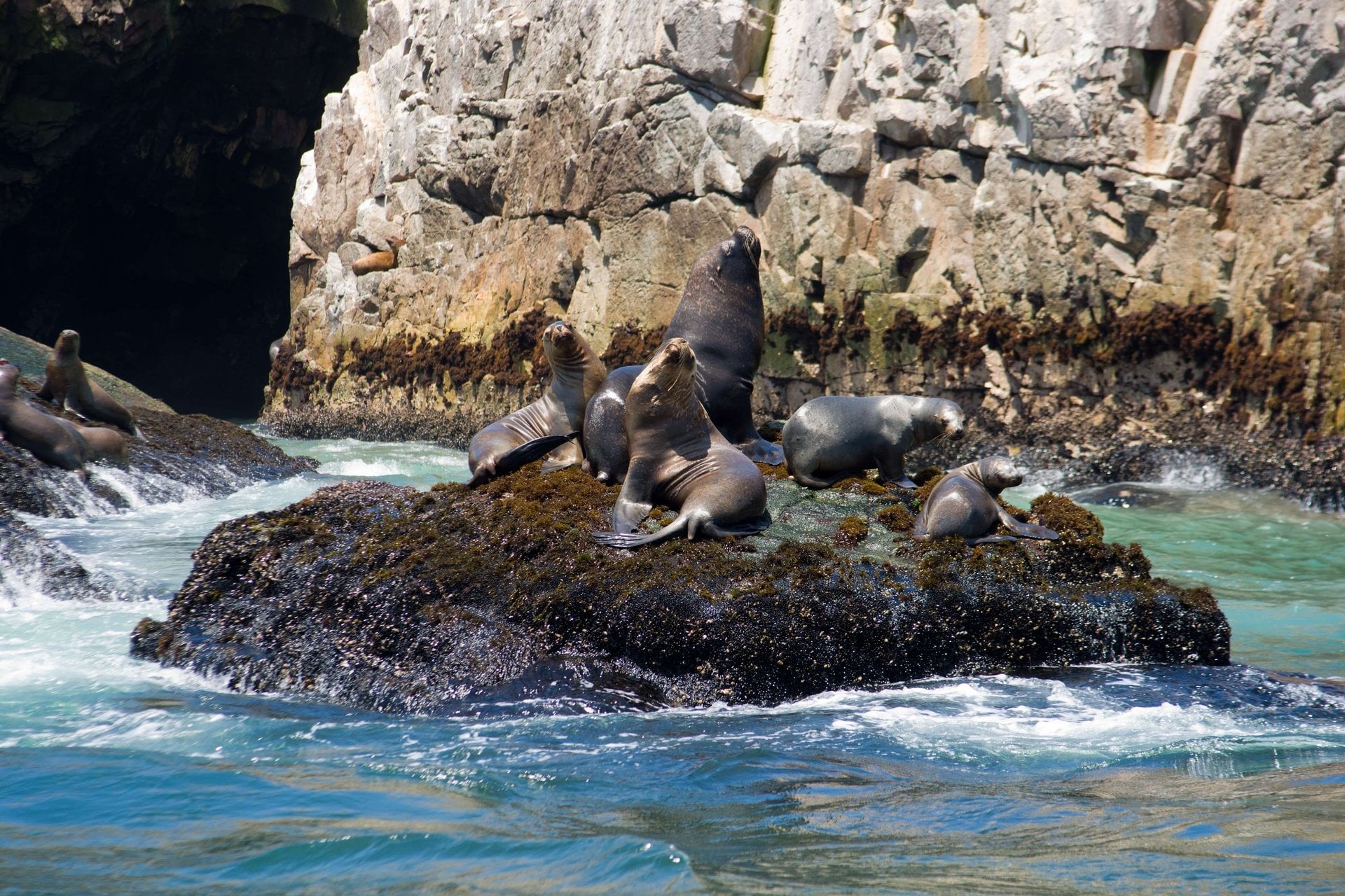Islas Palomino: nado con lobos marinos - Imagen 3