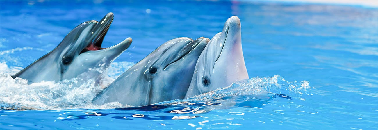 Dubai Dolphinarium: show de delfines y focas - Imagen 4